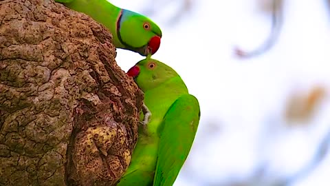 Beautiful view of parrot 🦜