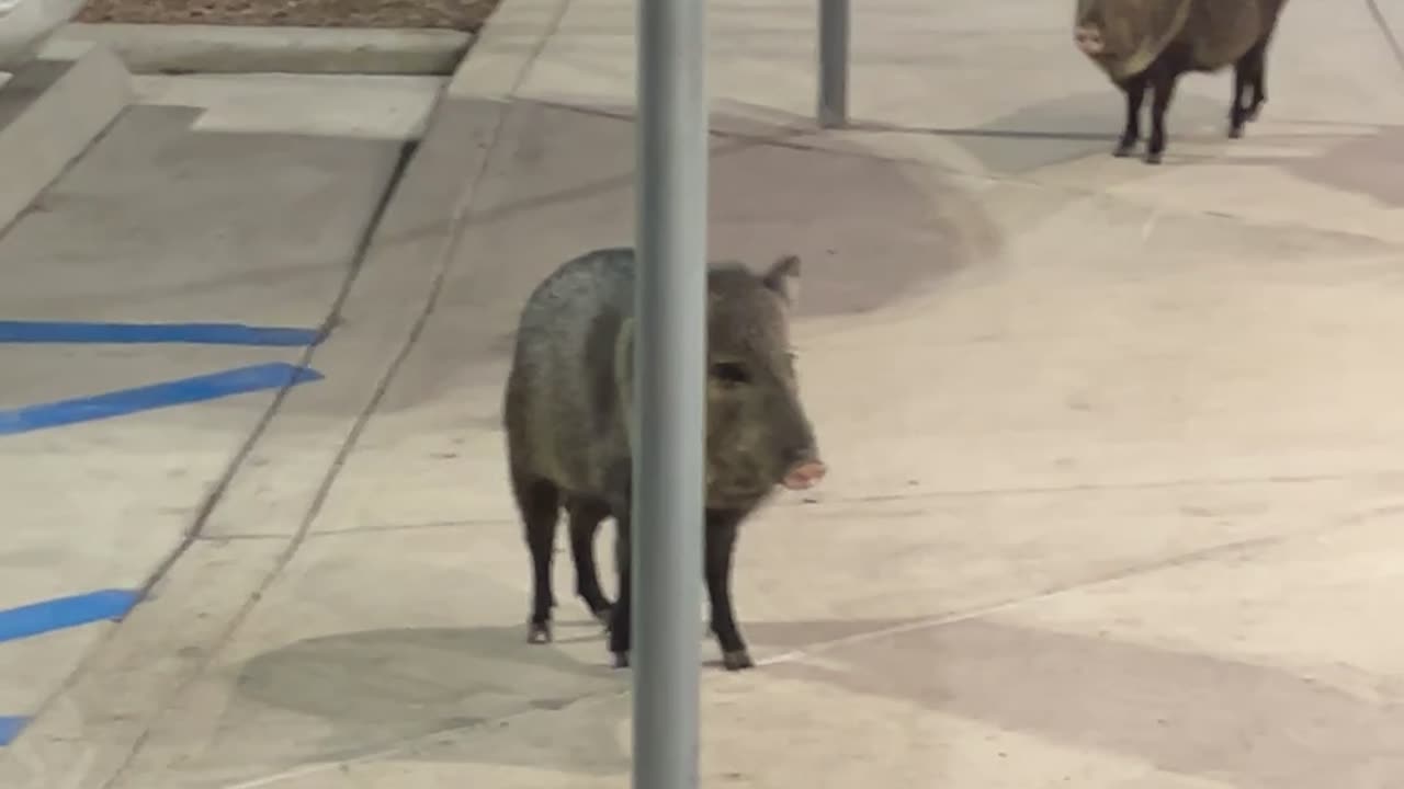 Javelinas Storm Texas Dollar Tree