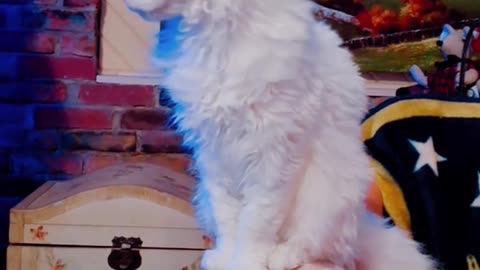 Therapy with Onyx the White cat