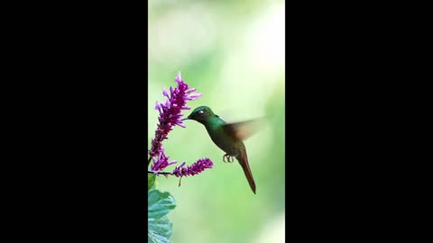 HUMMINGBIRD, UNWIND WITH NATURE, #hummingbird #hummingbirds #naturesounds #shorts