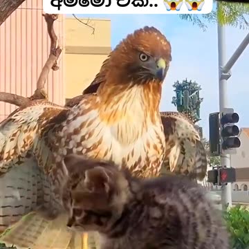 Amazing rescue 🥹😾