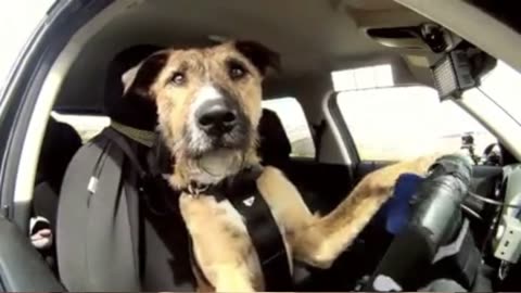 What If My Dog Could Drive?