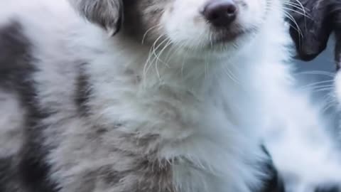 Cute puppies and kittens, Cute cats and dogs