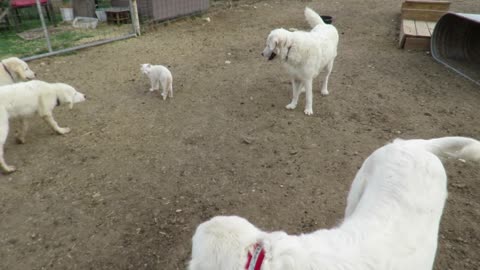 Maremma Sheepdog VS Kitty