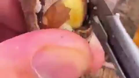 Unique art and skills of peeling Brazilian nuts....