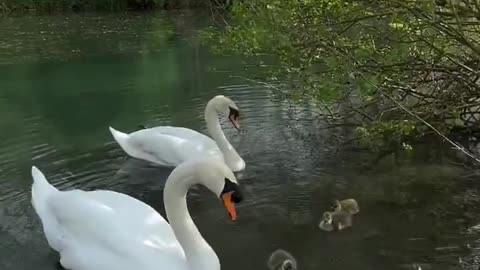 After the goslings flew away, Oscar and Olivia were quite sad for a while.