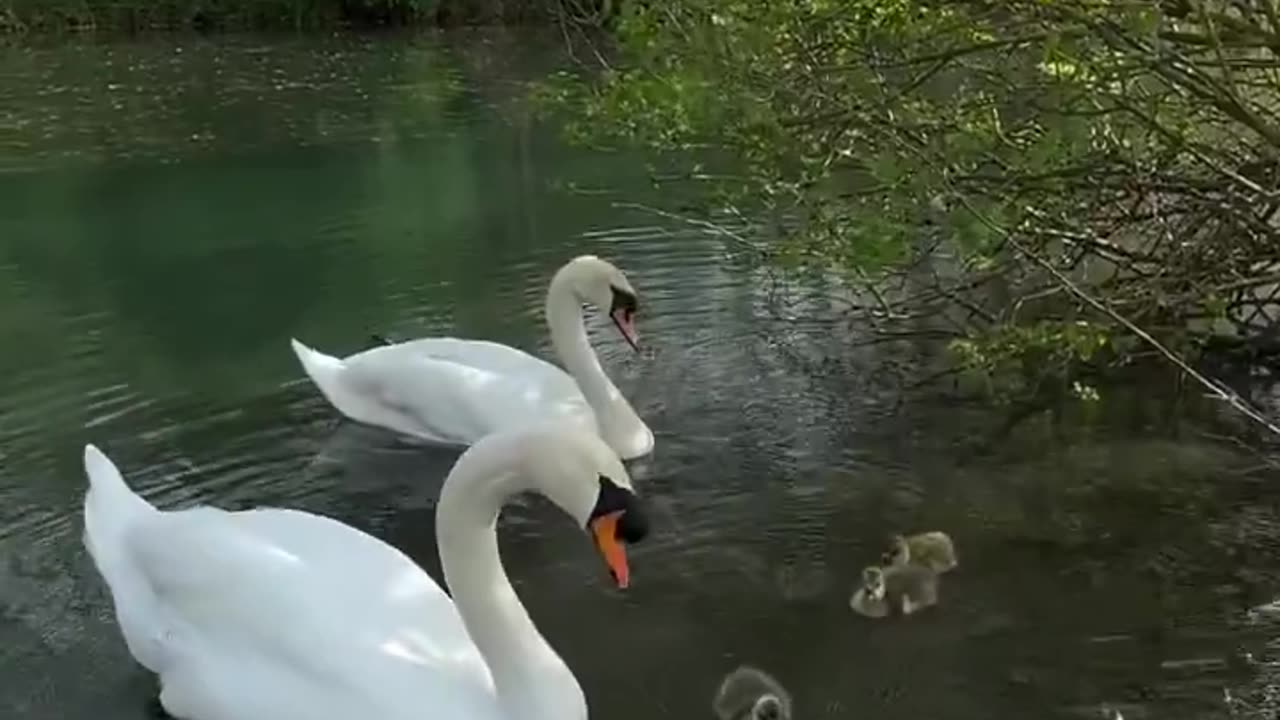 After the goslings flew away, Oscar and Olivia were quite sad for a while.