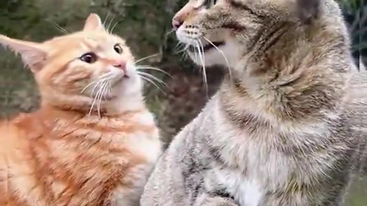 most minecraft sounding cats I've ever seen