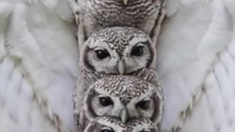 "Owl Nesting Comfortably with Her Four Chicks"