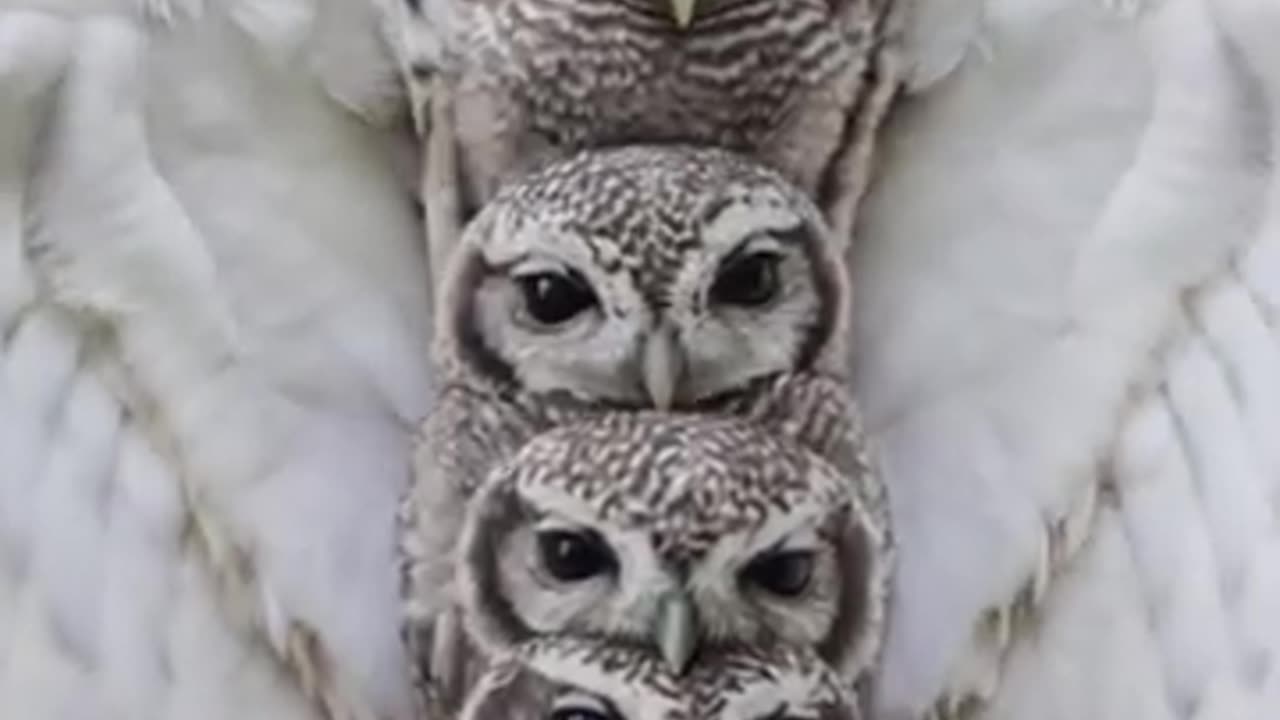 "Owl Nesting Comfortably with Her Four Chicks"