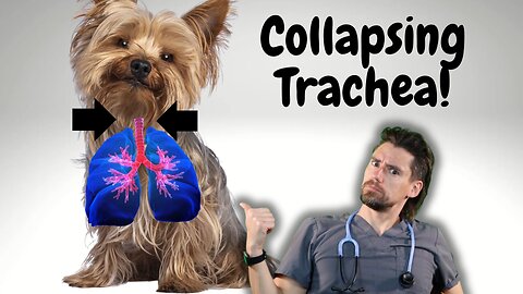 Collapsing Trachea in the Dog
