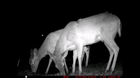 Deer Cam 03-10-2025