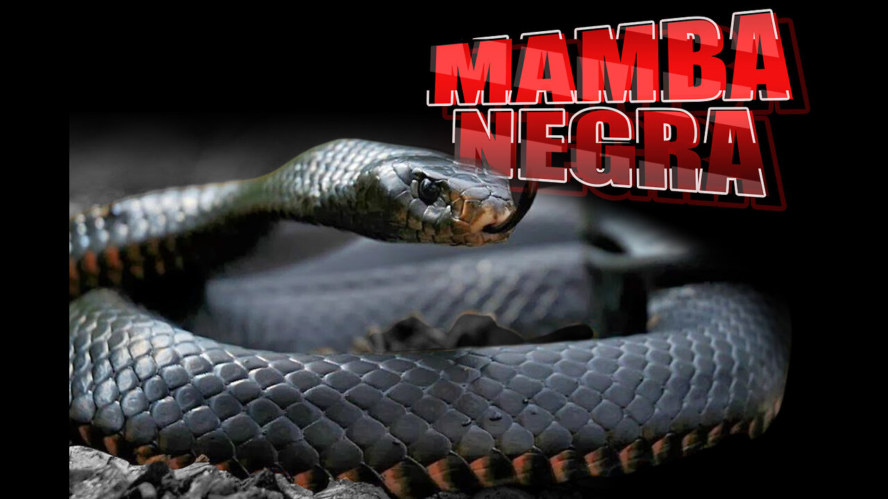 MAMBA NEGRA: La SERPIENTA más LETAL y VELOZ del mundo