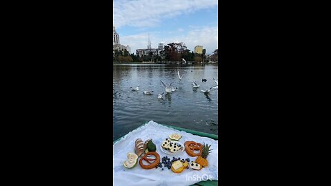 enjoy swans 🦢😄🦢🦢