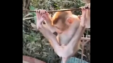 Cute baby monkey