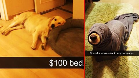 Dogs Snapchats That Are Impawsible Not to Laugh At