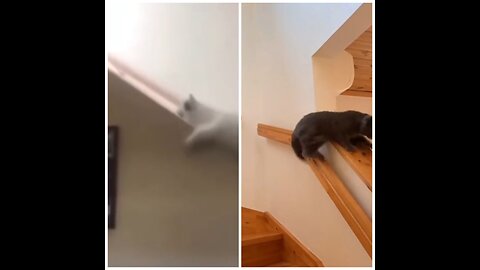 Cats sliding down stairs 🤣🤣🤣🤣