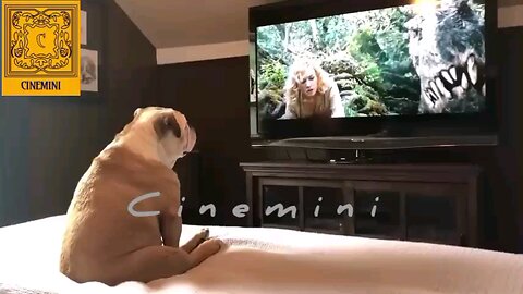 Viral HeroicAnimals funnymoments cuteanimals Bulldog Has Incredible Reaction To Actress In Trouble