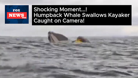 Unbelievable but TRUE! Shocking Moment Humpback Whale Swallows Kayaker – Caught on Camera!