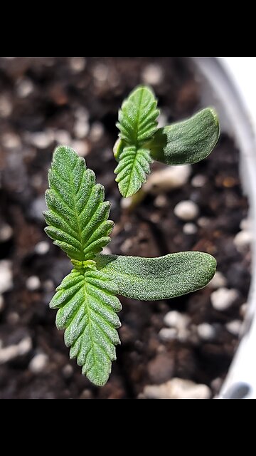 X33 Star seed true "Polyembryony"