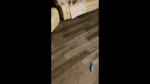 Toying with DOG Love