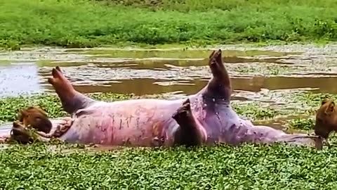 Cute and funny animals compilation