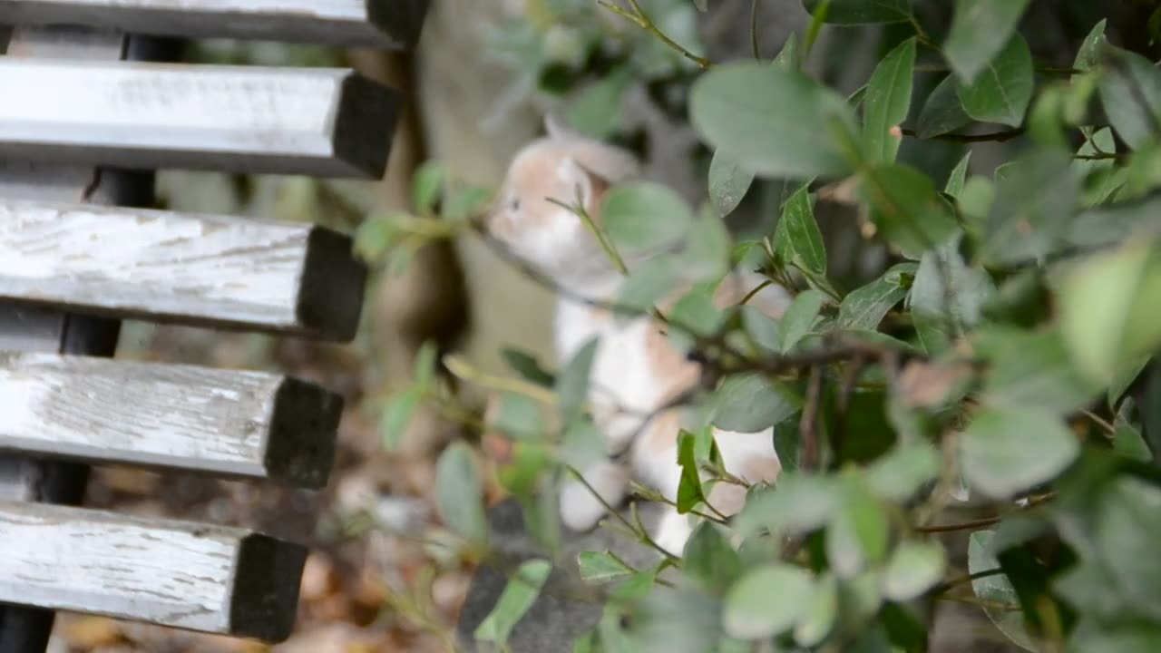 Kitten hiding outside