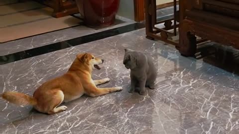 Shiba Inu's Tornado Kick vs. Three-legged Cat Kung Fu😀