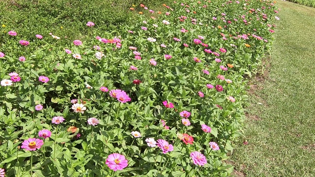 zinnias and dogs