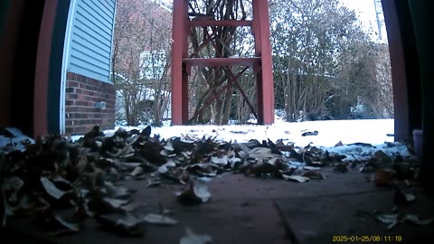 Local Wild Animals Filmed By Haza PR800 Wild Camera, Dearborn, Michigan, January 24 & 25, 2025