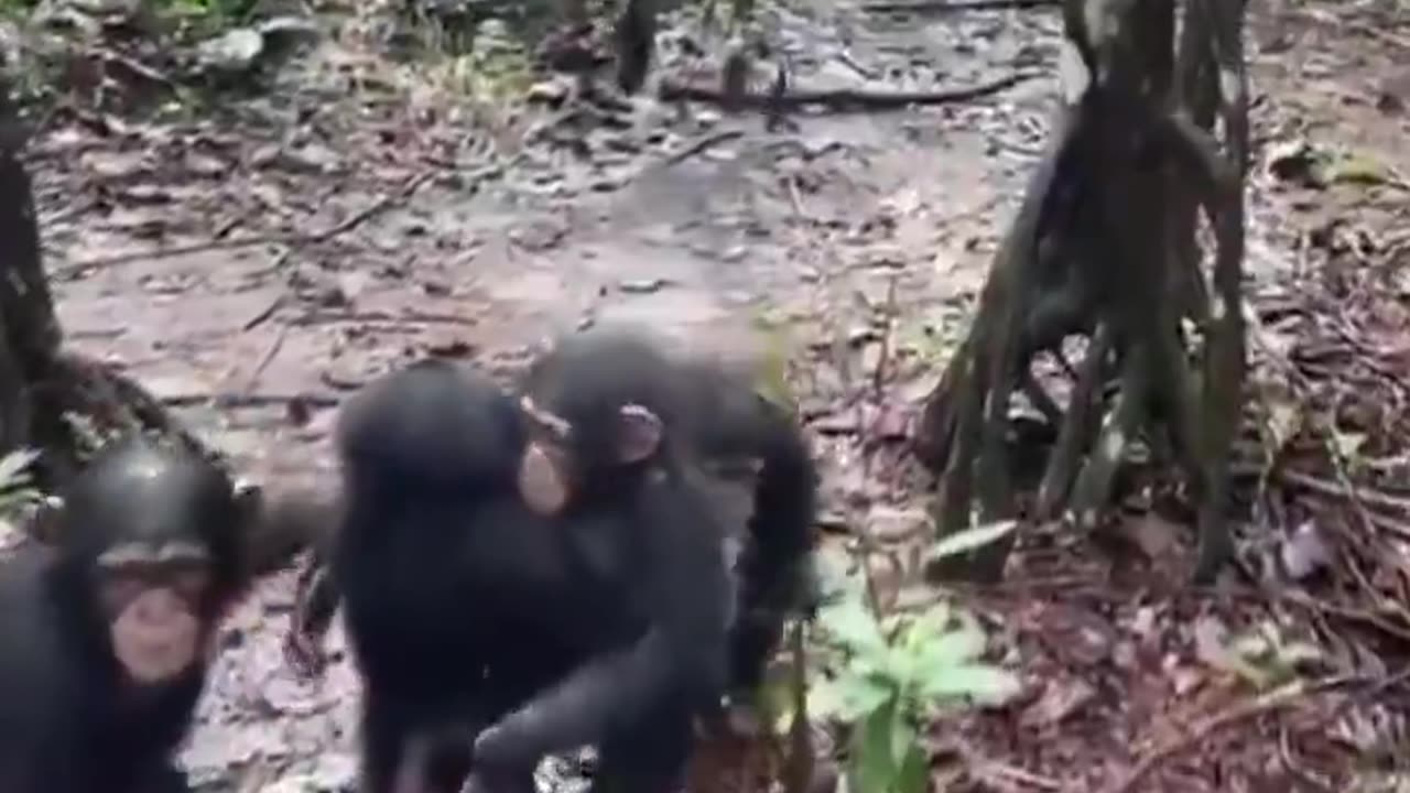 Rescued orphan meeting his new family for the first time.. 😊