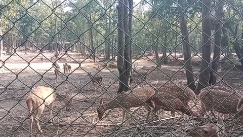 Deer cute 🥰 animal lovers