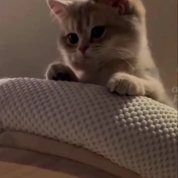 These Cats Will Make You Laugh Until You Cry