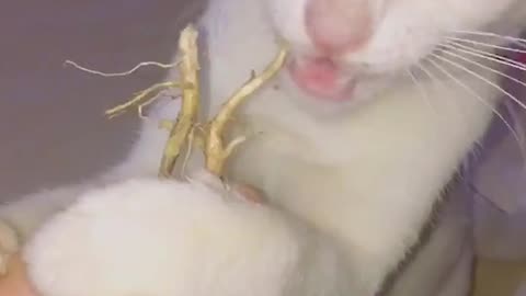 Funny Cat Video 48 - cat eating ice cream