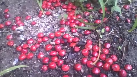 Lots of adenanthera pavonina red seeds on the ground, it looks exotic! [Nature & Animals]