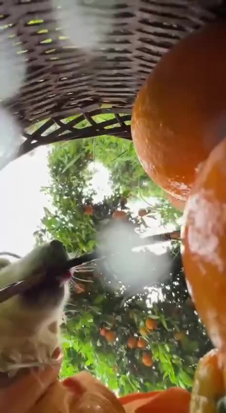 Just a beautiful golden retriever picking some oranges