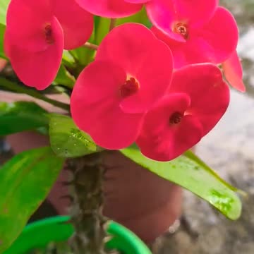 Eye catching beautiful flower 🌹