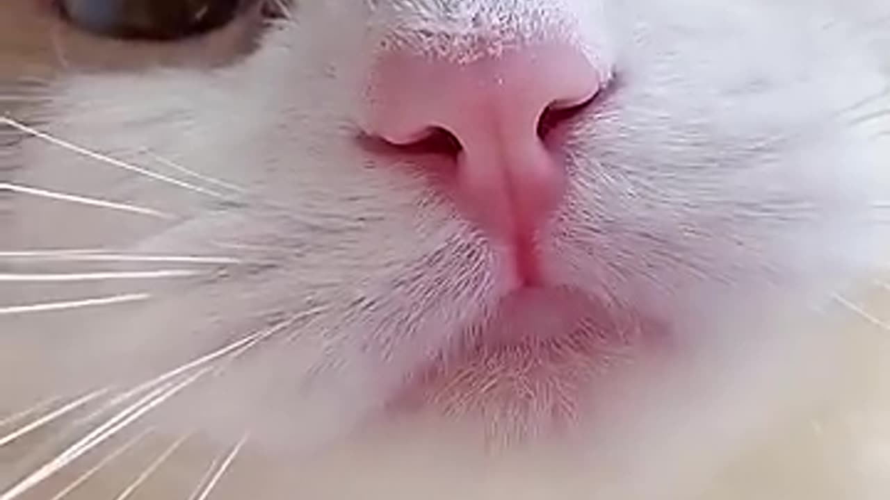 funny cats meow baby cute cmpilation