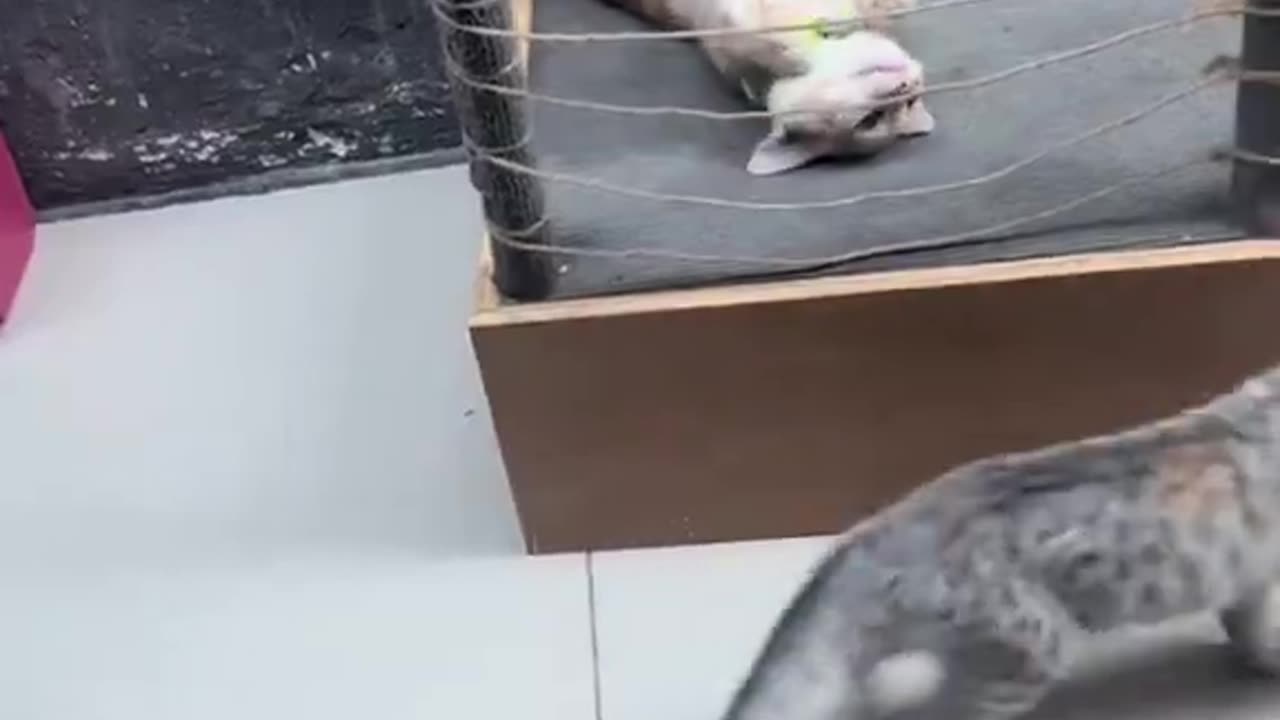 "you gotta be kitten me"