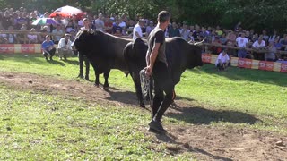 Plamen od Dubice vs Brizan od Alića korida Bištrani 2024