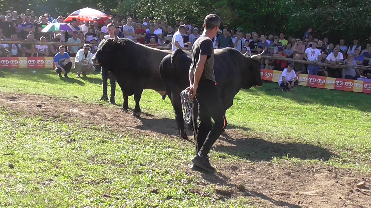 Plamen od Kozarca vs Brizan od Alića korida Bištrani 2024