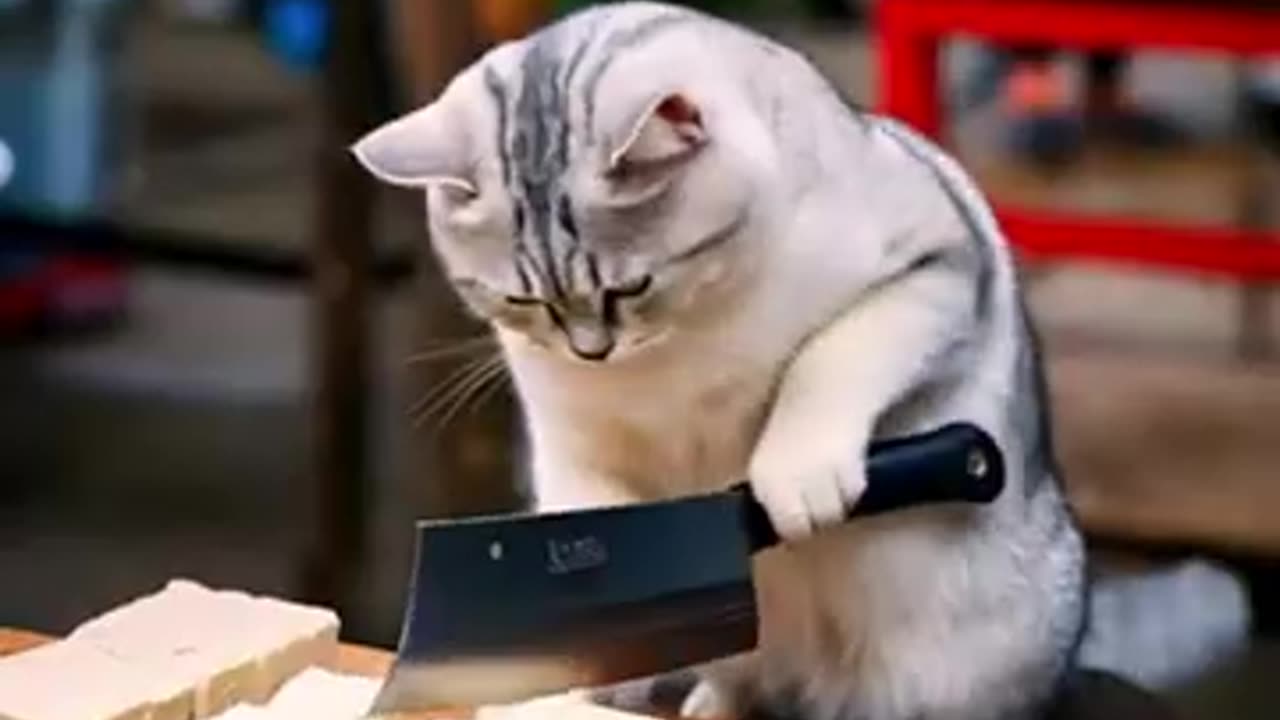 Cat chef in action: Cooking and Serving Food like a pro!