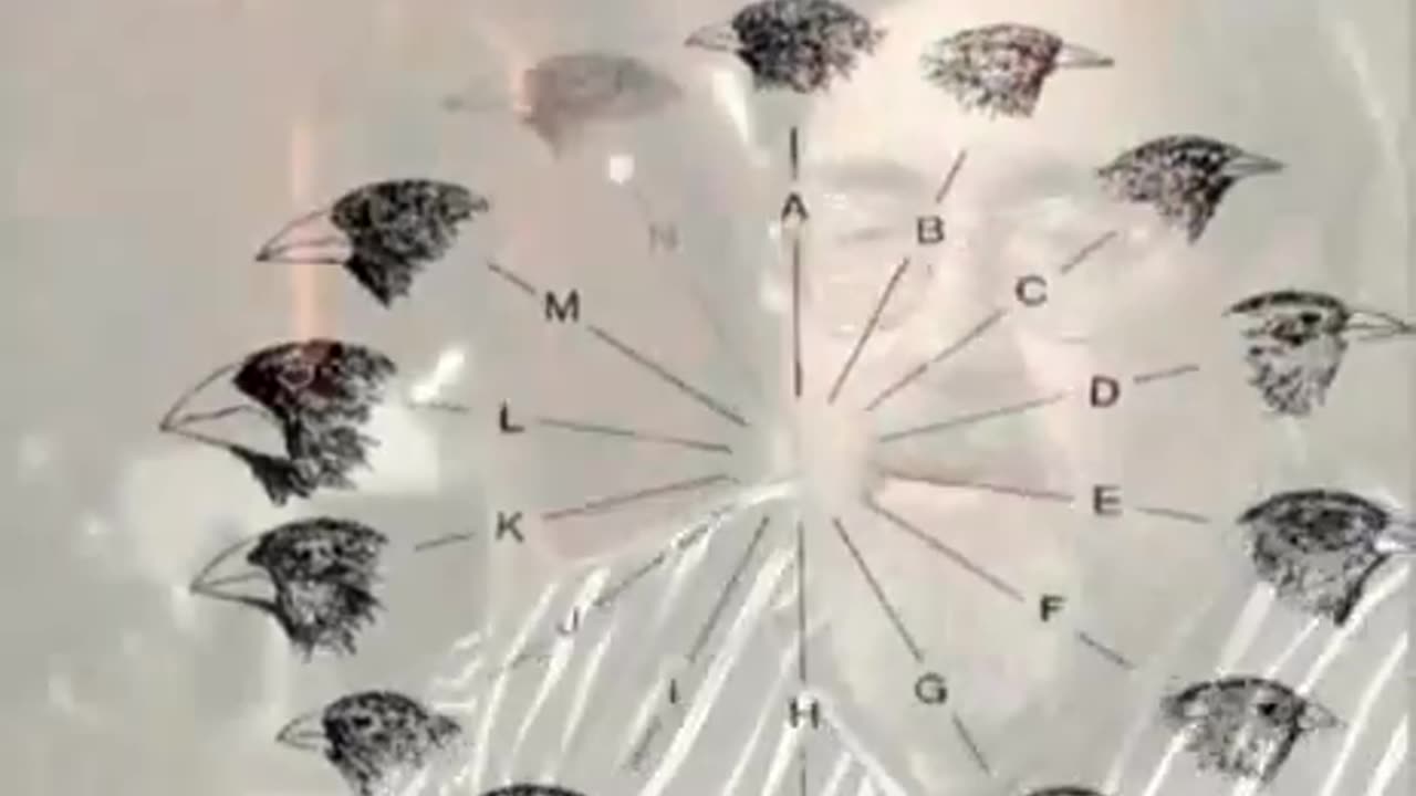 Icons of Evolution - Documentary