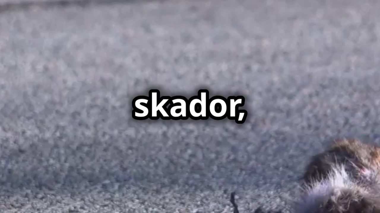 E12 stängdes av efter älgkrock