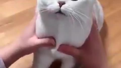 Cats funny video