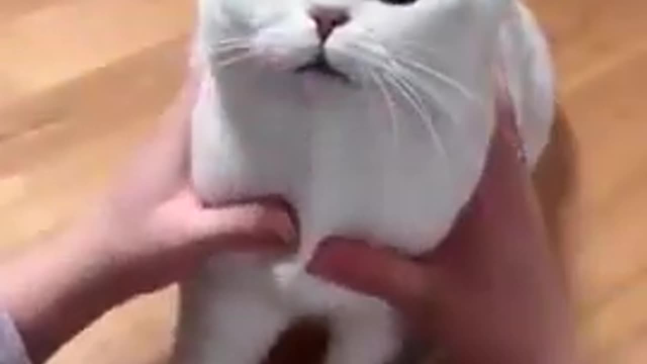 Cats funny video