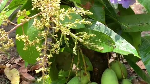 Unique Technique : Grafting Mango Tree