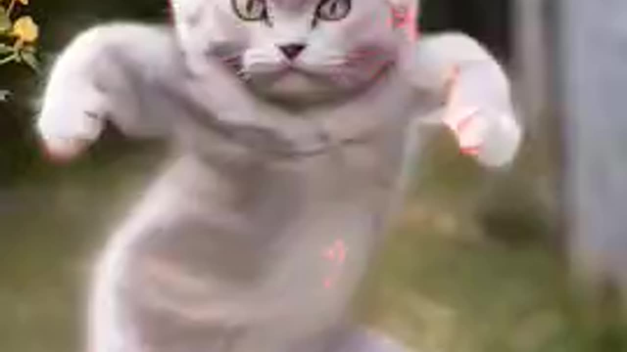 cute baby cat 😻😅 #dance #cat #trending #cartoon #funny #catlover #love #cute #shorts #shortsfeed