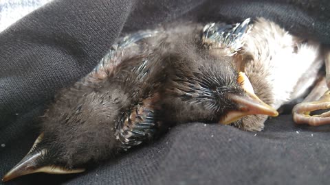 rescued mockingbirds