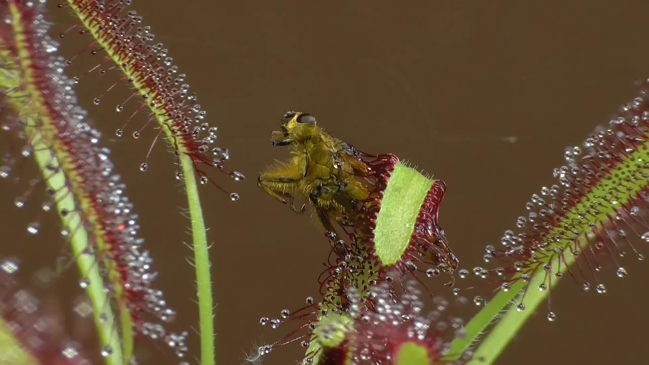 Time Lapse Footage of Drosera Capensis Eating Flies